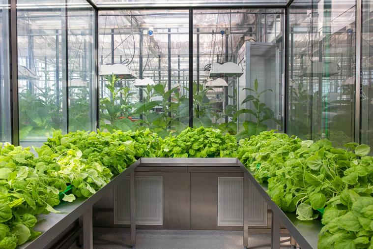 Indoor Growing Projekt