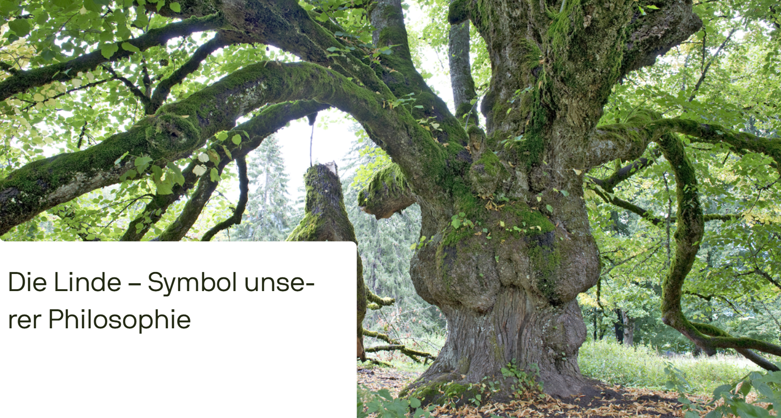 Lindenbaum - 