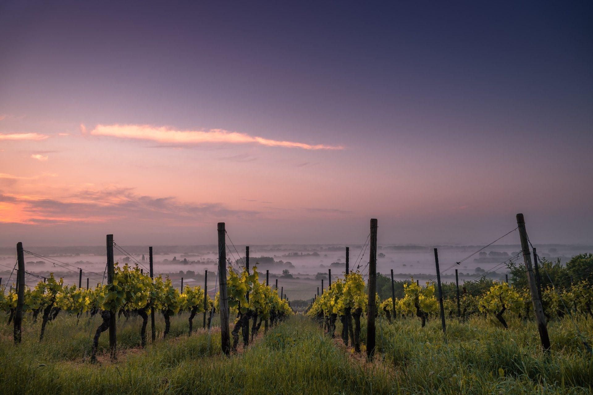 Unternehmensfoto von GrapeAlliance GmbH (1)
