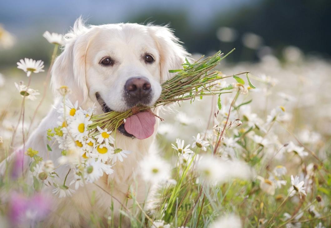 Unternehmensfoto von Ceva Tiergesundheit GmbH (1)